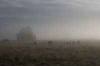 Moorlandschaft im Nebel