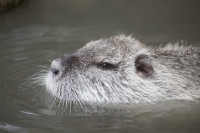 Nutria