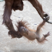 Orang-Utan Baby