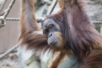 Orang-Utan