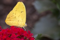 Exotische Schmetterlinge