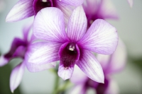 Orchidee