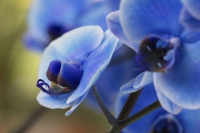 Orchidee blau