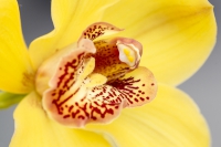 Orchidee gelb-orange