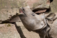 Panzernashorn Jungtier