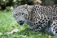 Persischer Leopard