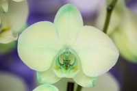 Phalaenopsis grün