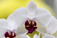 Phalaenopsis weiß-rot