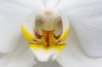 Phalaenopsis weiß