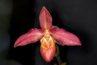 Phragmipedium rot