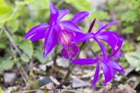 Pleione limptrichtii