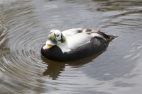 Plüschkopfente männlich