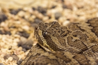 Prärie-Klapperschlange