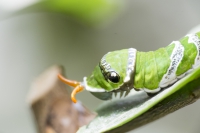 Raupe tropischer Schmetterling