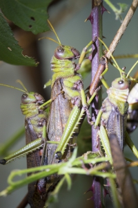 Riesenheuschrecken