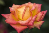 Rose orange gelb mit Wassertropfen