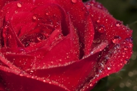 Rose rot mit Wassertropfen