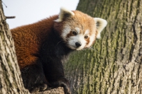 Roter Panda 2