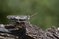 Rotflügelige Ödlandschrecke