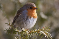 Amsel Drossel und Co