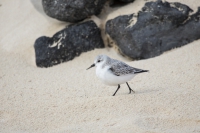 Sanderling