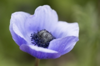 Scheinmohn blau