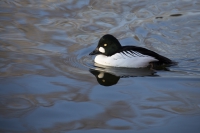 Schellente männlich