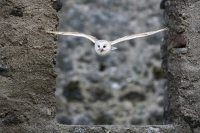 Schleiereule fliegend