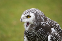 Schneeeule Junges männlich