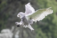 Schneeeule im Landeanflug