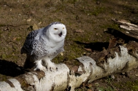 Schneeeule mit Mäuseschwanz