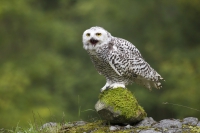 Schneeeule schreiend