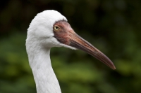 Schneekranich Portrait