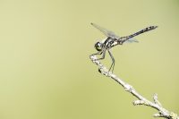 Schwarze Heidelibelle