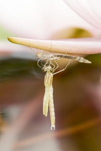 Gemeine Weidenjungfer Schlupf