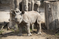 Spitzmaulnashorn Baby