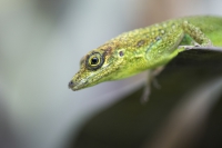 St Vinvent Anolis