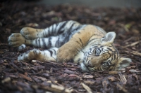 Sumatra Tiger Baby weiblich