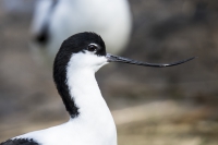 Säbelschnäbler-0774