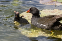 Teichhuhn mit Küken
