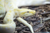 Teppichpython Albino