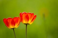 Tulpe gelb-orange