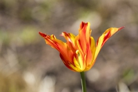 Tulpe gelb-orange
