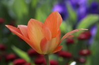 Tulpe orange