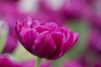 Tulpe pink