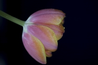 Tulpe gelb-rosa