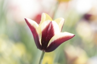 Tulpe rot-weiß