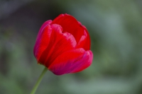 Tulpe rot