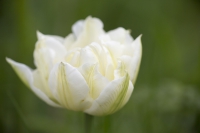 Tulpe weiß