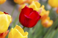 Tulpen rot und gelb